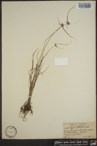 Cyperus filiculmis image