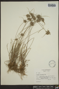 Cyperus filiculmis image