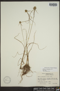 Cyperus filiculmis image