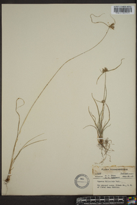 Cyperus filiculmis image