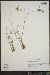 Cyperus filiculmis image