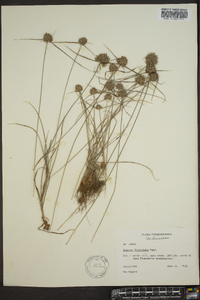 Cyperus filiculmis image