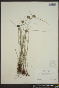 Cyperus filiculmis image