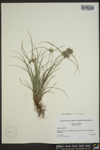 Cyperus filiculmis image