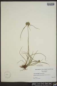 Cyperus filiculmis image