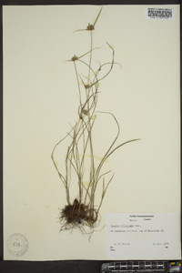 Cyperus filiculmis image