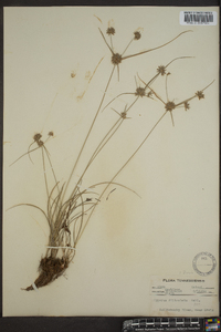 Cyperus filiculmis image