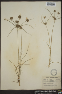 Cyperus filiculmis image