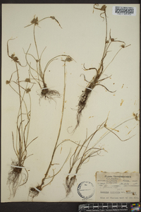 Cyperus filiculmis image