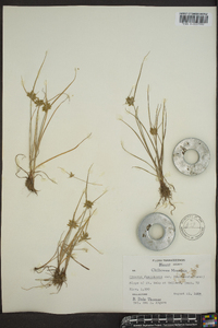 Cyperus flavescens image