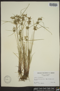 Cyperus flavescens image