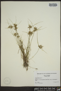 Cyperus flavescens image