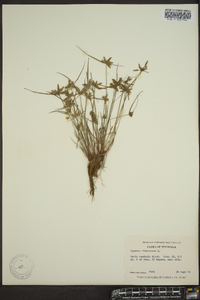 Cyperus flavescens image