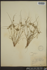 Cyperus flavescens image