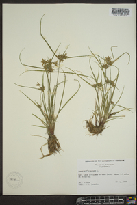 Cyperus flavescens image