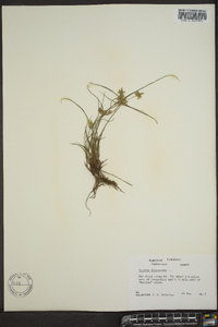 Cyperus flavescens image