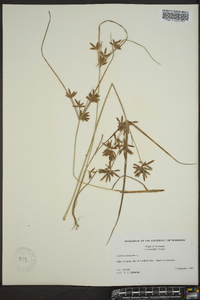 Cyperus flavescens image