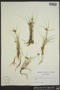 Cyperus flavescens image