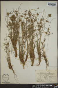 Cyperus flavescens image