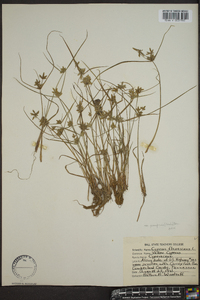 Cyperus flavescens image