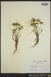 Cyperus flavescens image