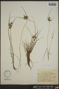 Cyperus flavescens image