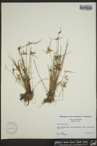 Cyperus flavescens image