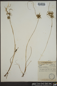 Cyperus flavescens image