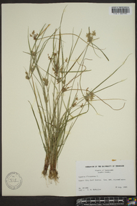 Cyperus flavescens image