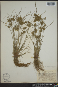 Cyperus flavescens image