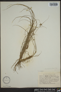 Cyperus flavescens image