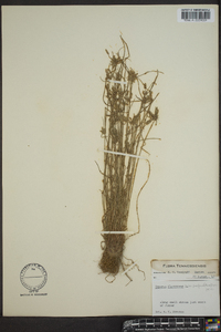 Cyperus flavescens image