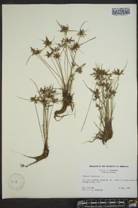 Cyperus flavescens image