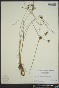 Cyperus flavescens image