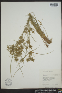 Cyperus flavescens image