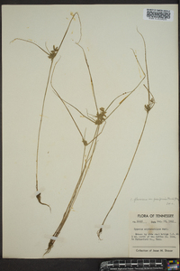 Cyperus flavescens var. poaeformis image