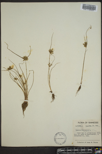 Cyperus flavescens image