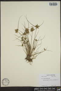 Cyperus flavescens image