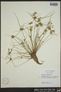 Cyperus flavescens image