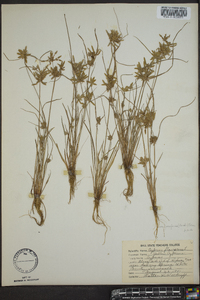 Cyperus flavescens image