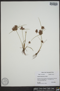 Cyperus flavicomus image