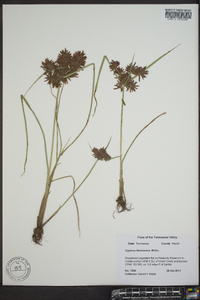 Cyperus flavicomus image