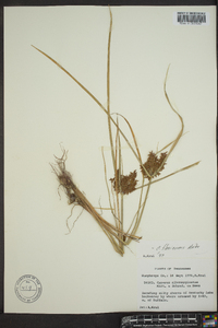 Cyperus flavicomus image