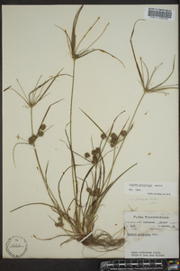 Cyperus globulosus image