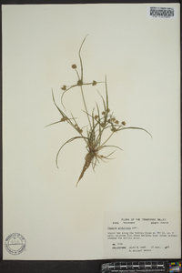 Cyperus globulosus image