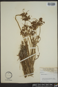 Cyperus haspan var. americanus image