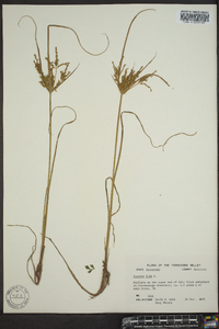 Cyperus iria image