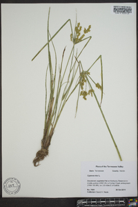 Cyperus iria image