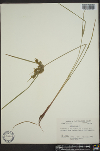 Cyperus iria image