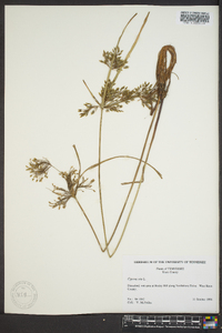 Cyperus iria image